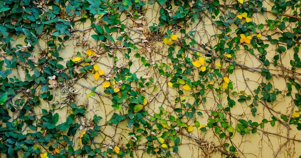 Zielone Liście Ściana Tło Liść Ściana Natura Tło — Zdjęcie stockowe