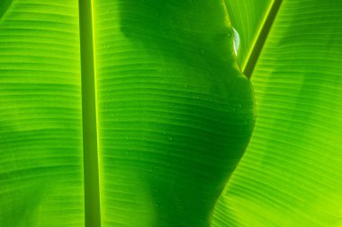 Muz yaprağı, yeşil izin, soyut arkaplan