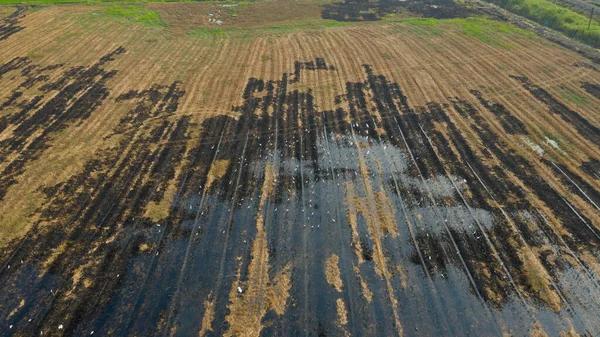 Bruciare Risaie Vista Aerea Dal Drone Volante Field Rice Incendi — Foto Stock