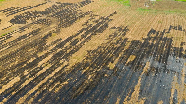 Reisfelder Verbrennen Luftaufnahme Von Der Fliegenden Drohne Des Feldreises Waldbrände — Stockfoto