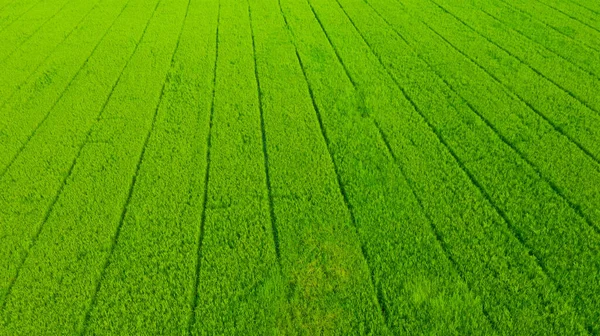 Luftbild Von Der Fliegenden Drohne Von Field Reis Mit Landschaft — Stockfoto