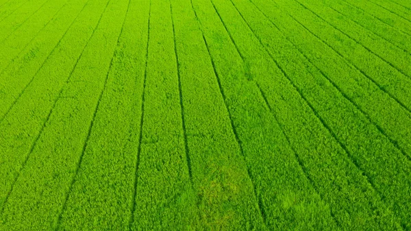 Vista Aérea Drone Voador Arroz Campo Com Paisagem Verde Padrão — Fotografia de Stock