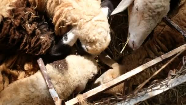 吃草的羊 农场的动物 — 图库视频影像