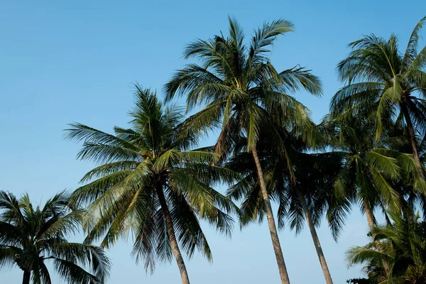 nice tropical with blue sky, palms tree, green leave