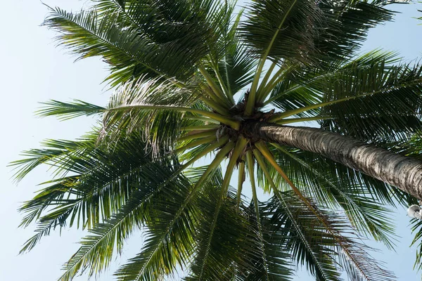 Agradável Tropical Com Céu Azul Palmeiras Árvore Licença Verde — Fotografia de Stock