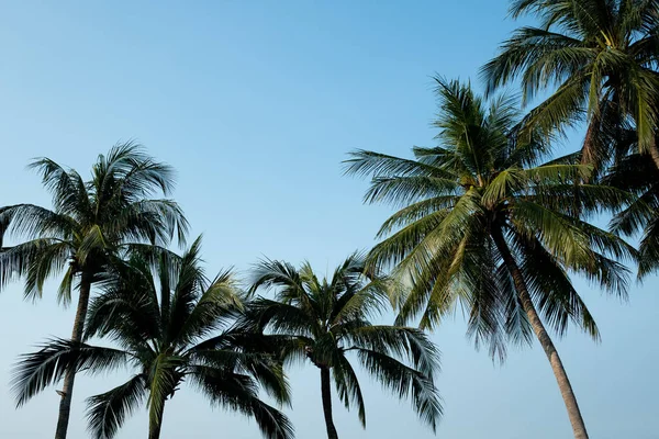 Agradável Tropical Com Céu Azul Palmeiras Árvore Licença Verde — Fotografia de Stock