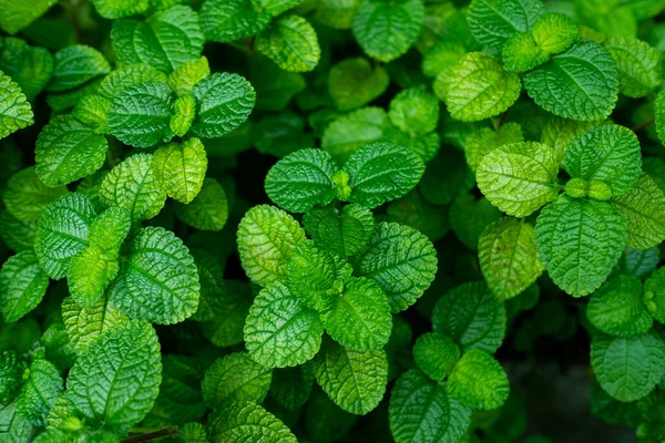 yeşil yapraklar duvar arkaplanı, yaprak duvar doğa arkaplanı