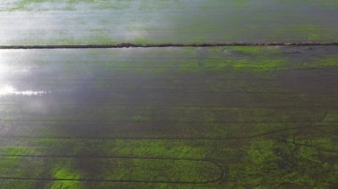 Pirinç tarlasının uçan insansız hava aracı yeşil desenli doğa arka planı, pirinç tarlası.