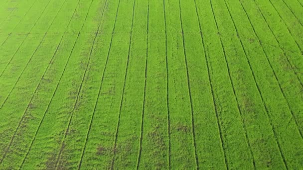 Widok Lotu Drona Pole Ryżu Krajobrazem Zielony Wzór Natura Tło — Wideo stockowe