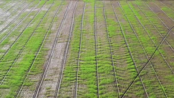 具有景观绿型自然背景的稻田无人机航拍鸟瞰 — 图库视频影像