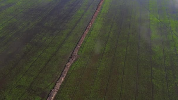 風景緑のパターン自然背景を持つフィールド米の飛行ドローンからの空中ビュー トップビューフィールド米 — ストック動画