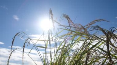 Yeşil şekilli tarla pirinci.