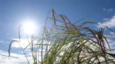 Yeşil şekilli tarla pirinci.