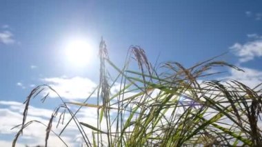 Yeşil şekilli tarla pirinci.