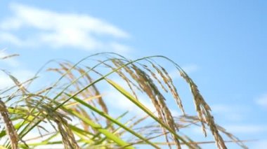 Yeşil şekilli tarla pirinci.