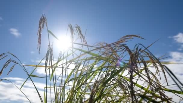 Fält Ris Med Landskap Grönt Mönster Natur Bakgrund — Stockvideo