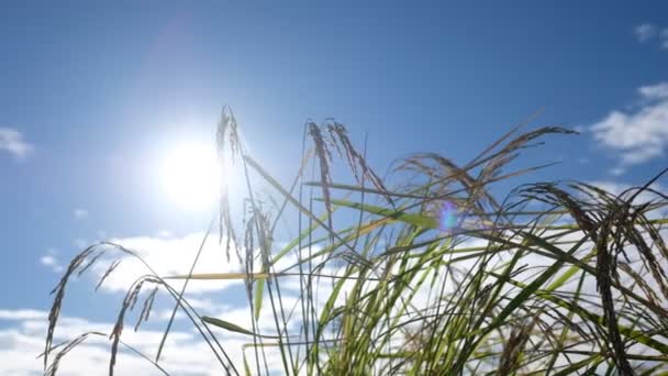 Veld Rijst Met Landschap Groen Patroon Natuur Achtergrond — Stockvideo