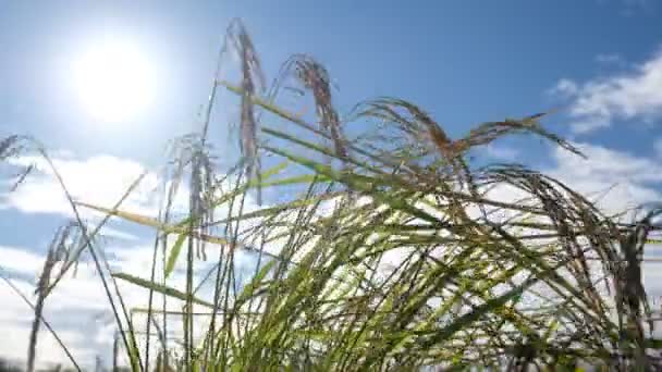 Veld Rijst Met Landschap Groen Patroon Natuur Achtergrond — Stockvideo