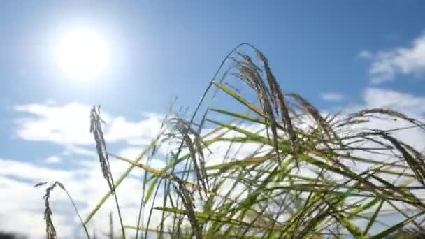Veld Rijst Met Landschap Groen Patroon Natuur Achtergrond — Stockvideo