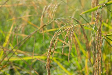 Yeşil şekilli tarla pirinci.