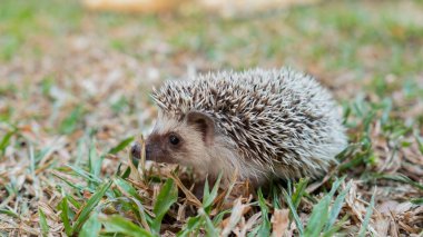 Dwarf hedgehog on ground with blur background clipart