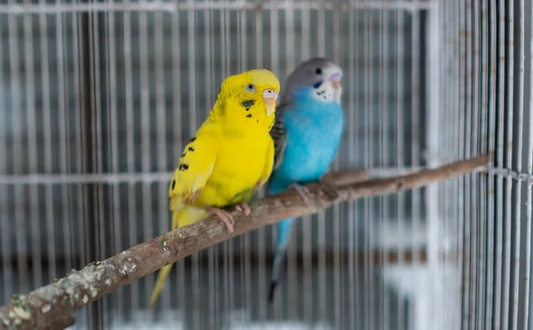 Two Budgie Blur Background — Stock Photo, Image