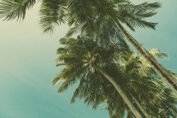 nice tropical with blue sky, palms tree, green leave