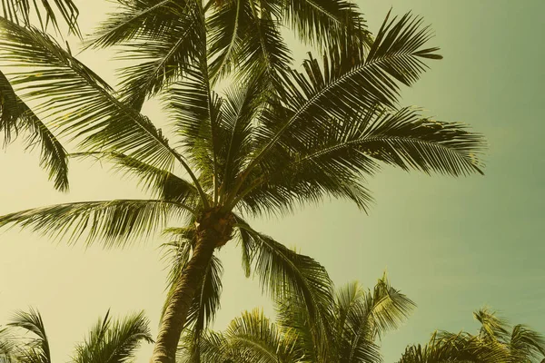 nice tropical with blue sky, palms tree, green leave