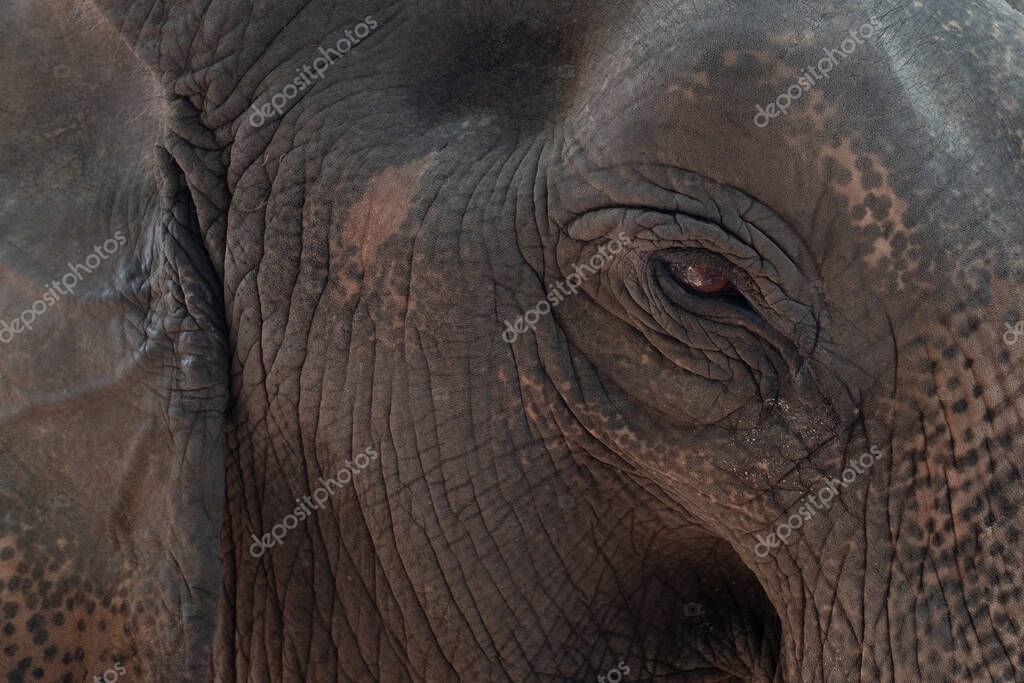 Elephant, animal of thailand, big animal, Ayutthaya Elephant