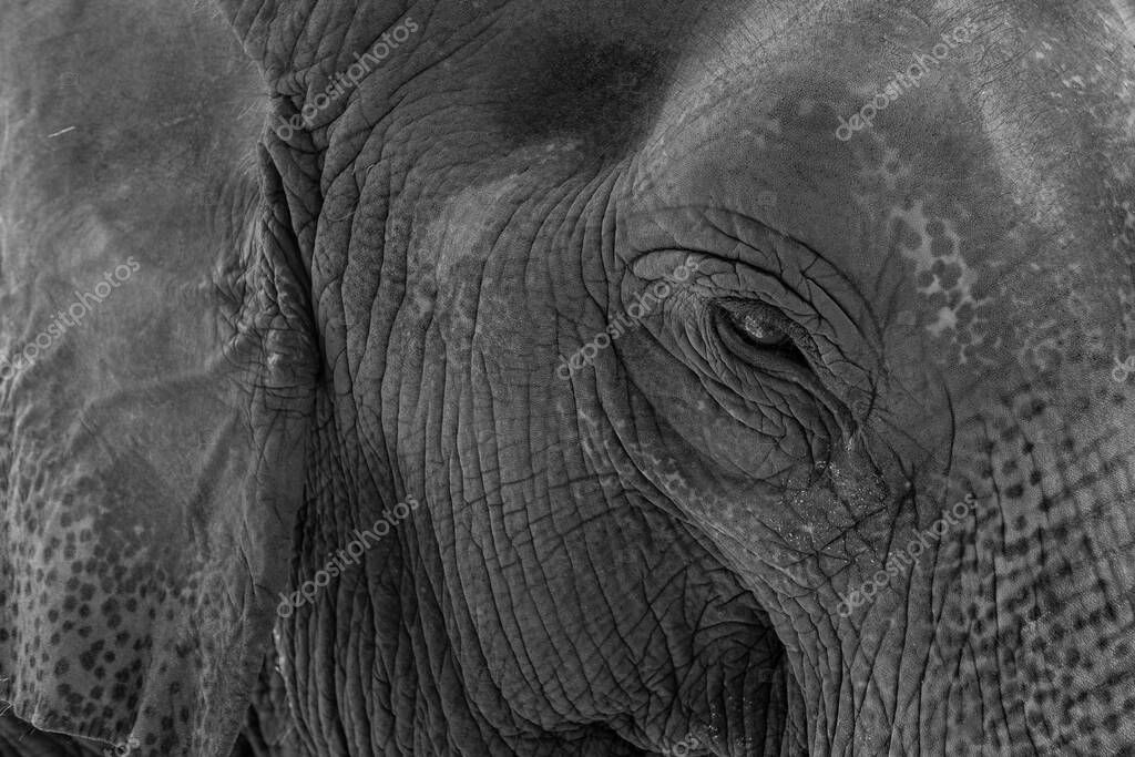 Elephant, animal of thailand, big animal, Ayutthaya Elephant