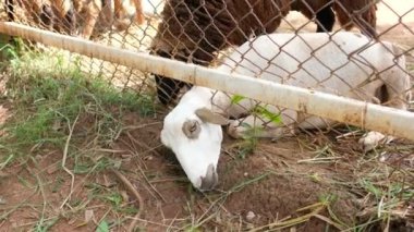 Koyunlar ot yer, hayvanlar çiftlikte.