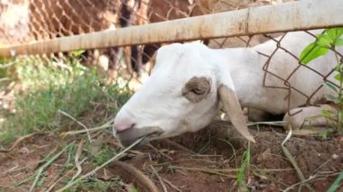 Koyunlar ot yer, hayvanlar çiftlikte.