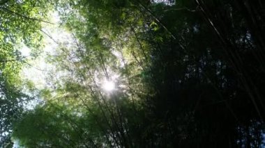Güneş yeşil yaprakların arasından parlıyor..