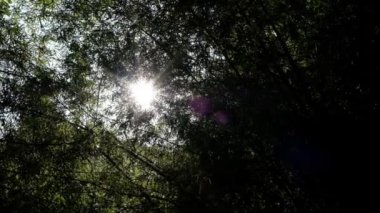 Güneş yeşil yaprakların arasından parlıyor..
