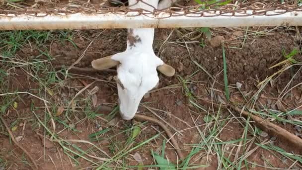 Ovejas Que Comen Hierba Animales Granja — Vídeo de stock