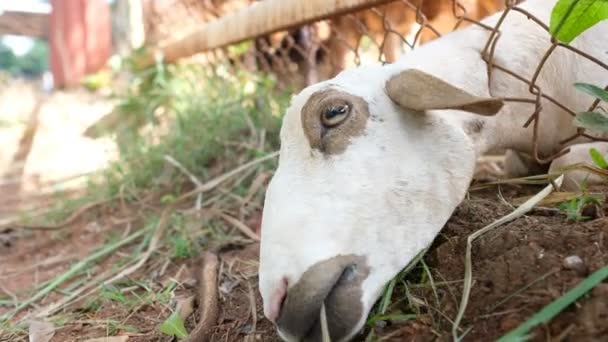 Owce Jedzące Trawę Zwierzęta Gospodarstwie — Wideo stockowe