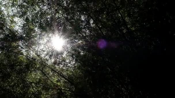 Sole Splende Tra Foglie Verdi — Video Stock