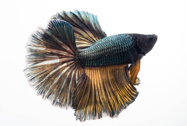 Yarım ay betta balığı, siyam savaşçısı balık, betta ihtişamı