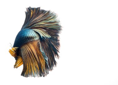 Yarım ay betta balığı, siyam savaşçısı balık, betta ihtişamı