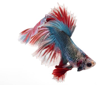 Yarım ay betta balığı, siyam savaşçısı balık, betta ihtişamı