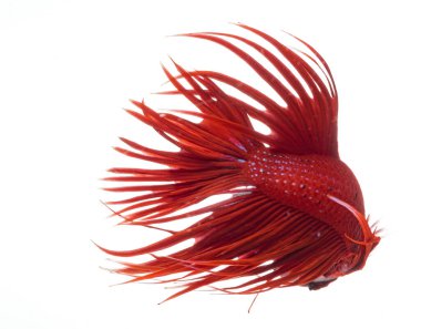 Yarım ay betta balığı, siyam savaşçısı balık, betta ihtişamı