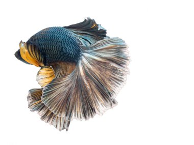 Yarım ay betta balığı, siyam savaşçısı balık, betta ihtişamı