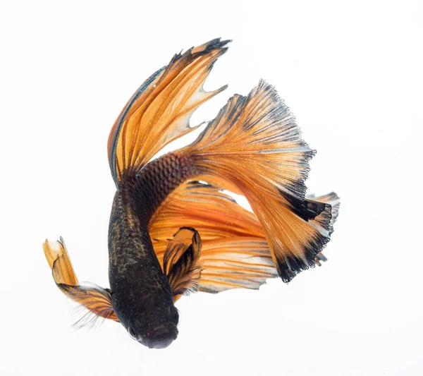 Półksiężyc Betta Fish Ryba Walcząca Syjamami Betta Splendens — Zdjęcie stockowe