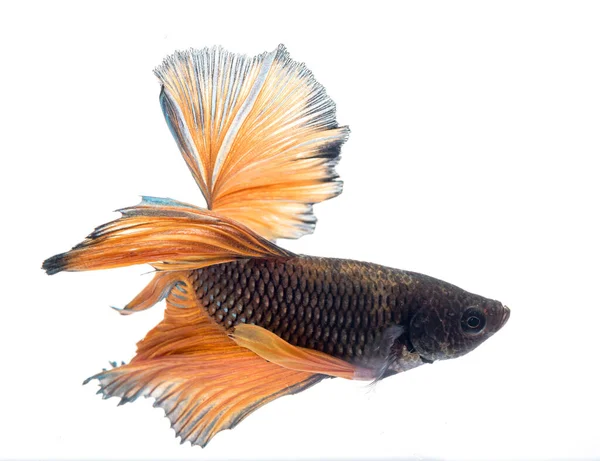 Halfmoon Betta Fish Siamese Fighting Fish Betta Splendens — Foto Stock