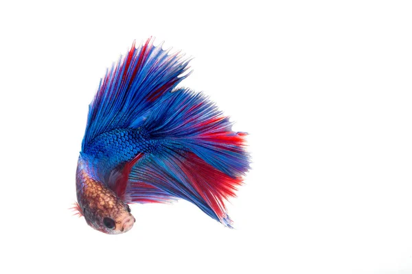 Demi Lune Betta Poisson Siamois Poissons Combat Betta Splendens — Photo