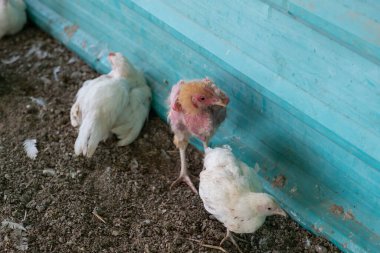 Tavuk hasta ve yerde uyuyor.