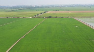Pirinç tarlasının uçan insansız hava aracı yeşil desenli doğa arka planı, pirinç tarlası.