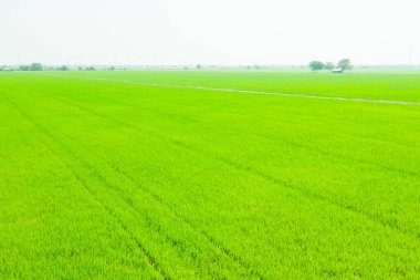 Pirinç tarlasının uçan insansız hava aracı yeşil desenli doğa arka planı, pirinç tarlası.