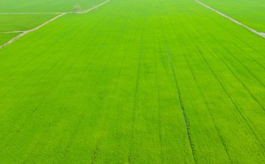 Pirinç tarlasının uçan insansız hava aracı yeşil desenli doğa arka planı, pirinç tarlası.