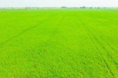 Pirinç tarlasının uçan insansız hava aracı yeşil desenli doğa arka planı, pirinç tarlası.